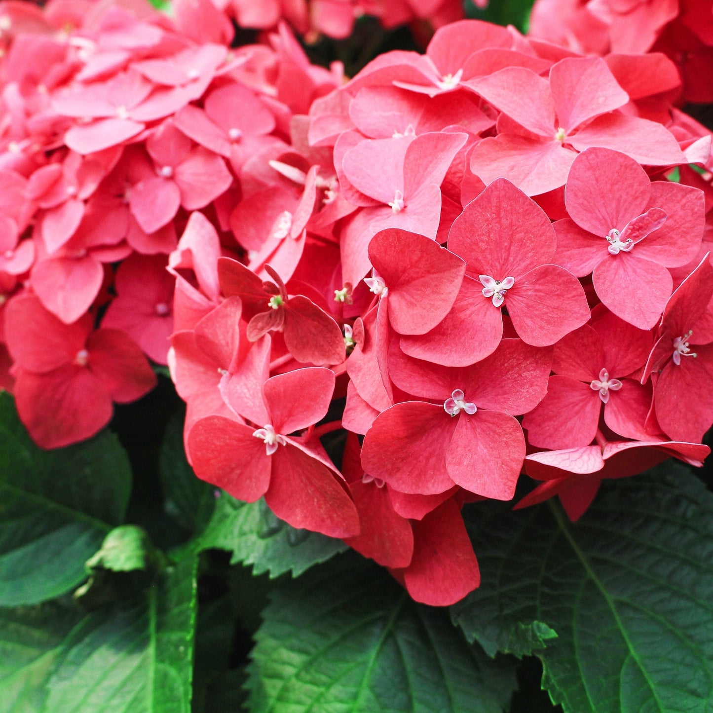 Hydrangea macrophylla 'Red Ball'