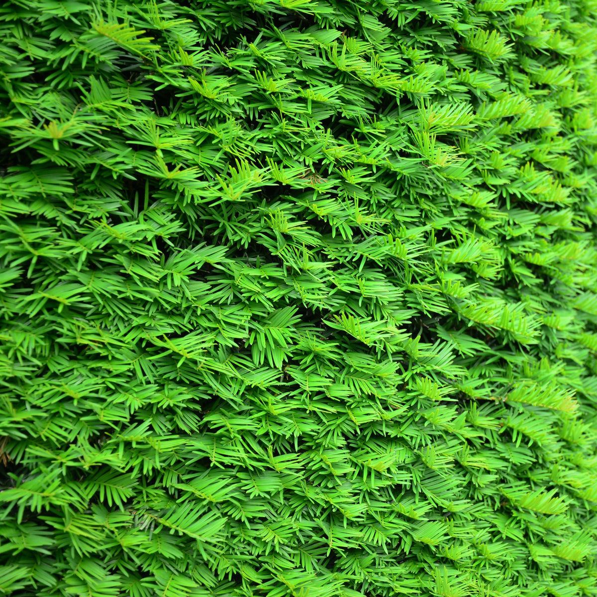 Yew Hedging - Taxus Baccata 9cm/2L