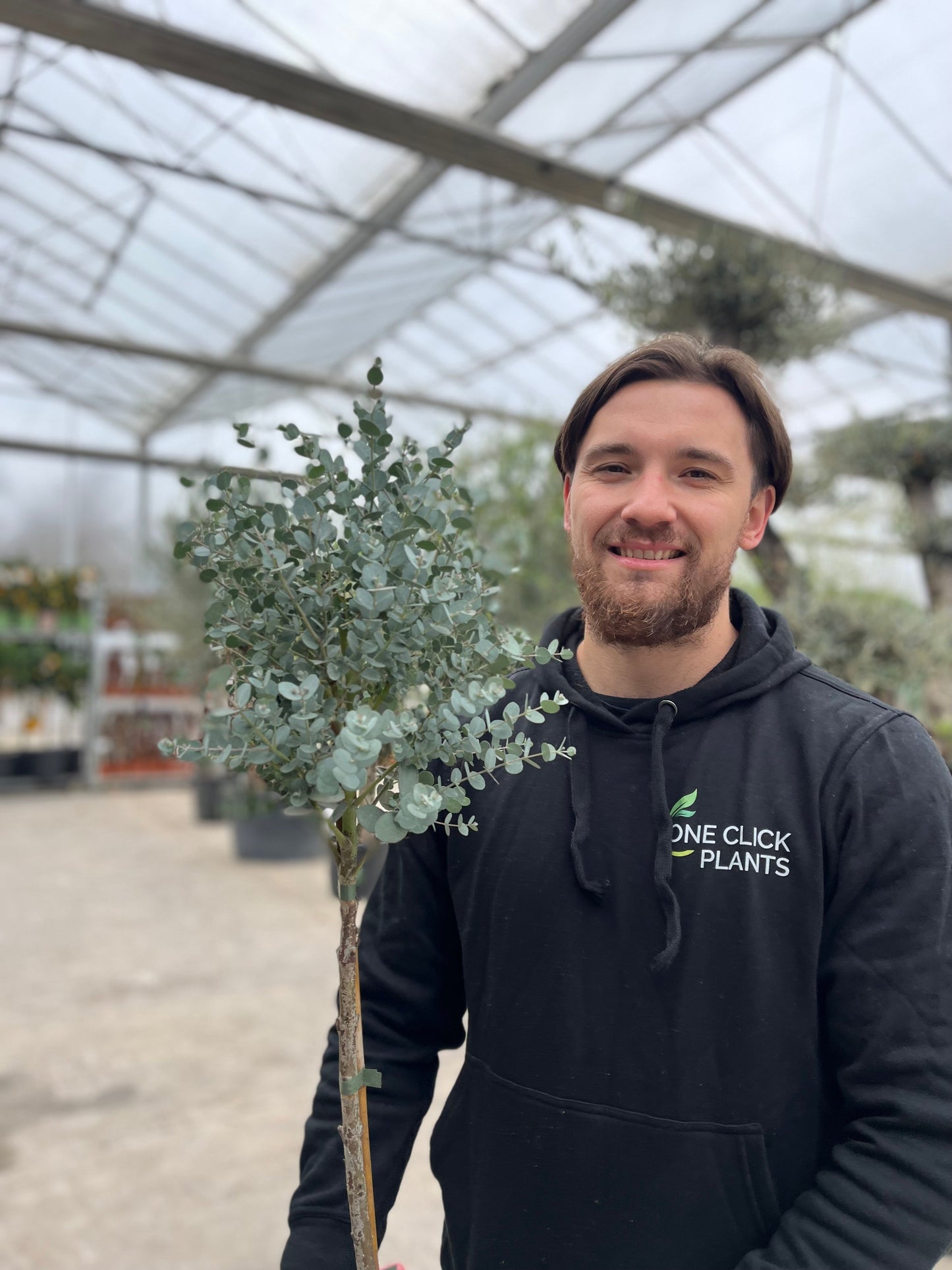 Eucalyptus gunnii tree 90-100cm