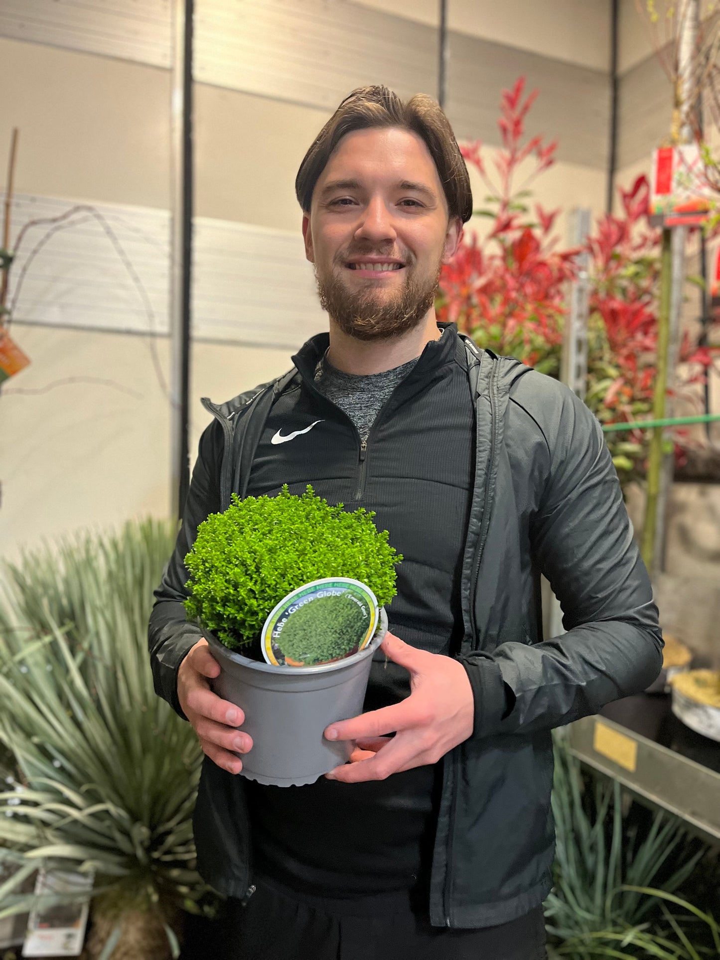 Hebe 'Emerald Gem' 'Green Globe' 9cm / 1L / 2L / 7.5L