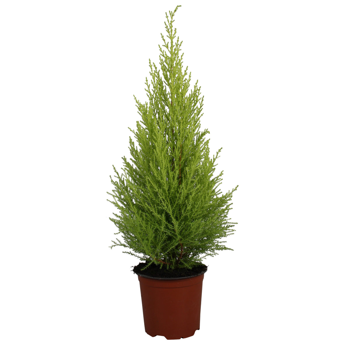 Cupressus Goldcrest