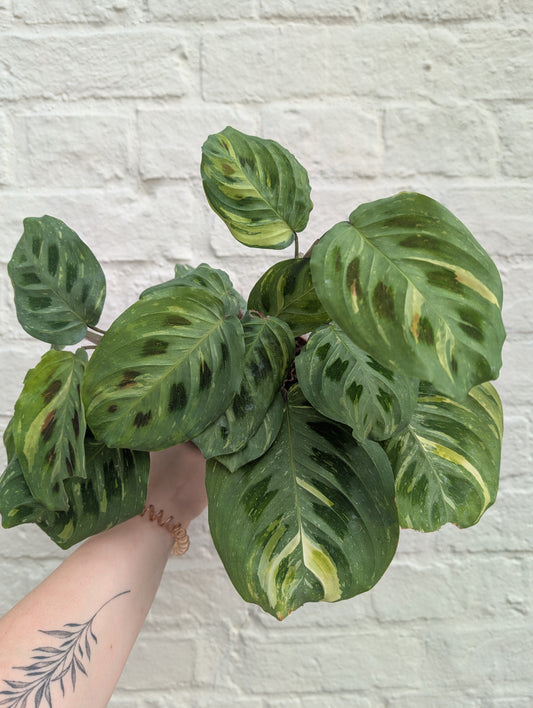 Maranta leuconeura 'Fiesta'
