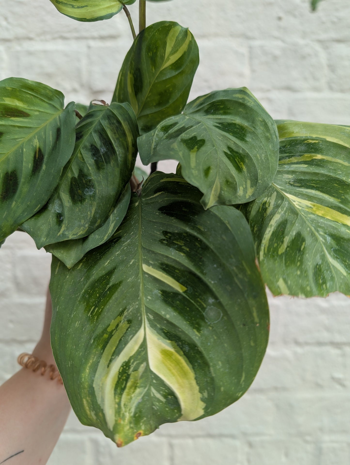 Maranta leuconeura 'Fiesta'