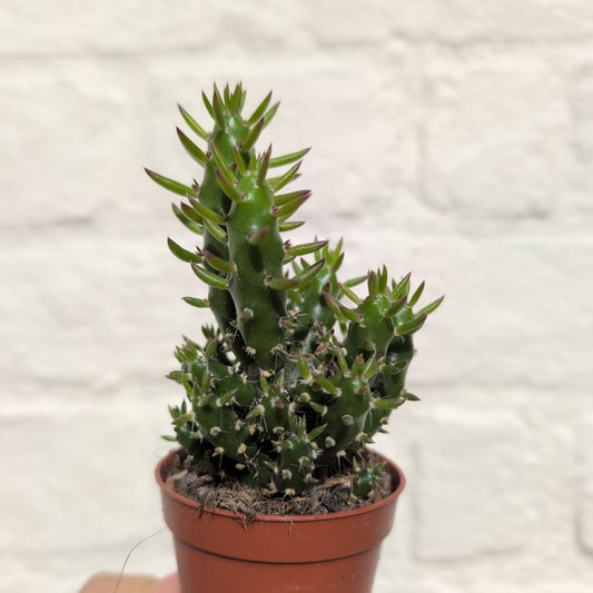 Austrocylindropuntia subulata (Eves Pin Cactus)