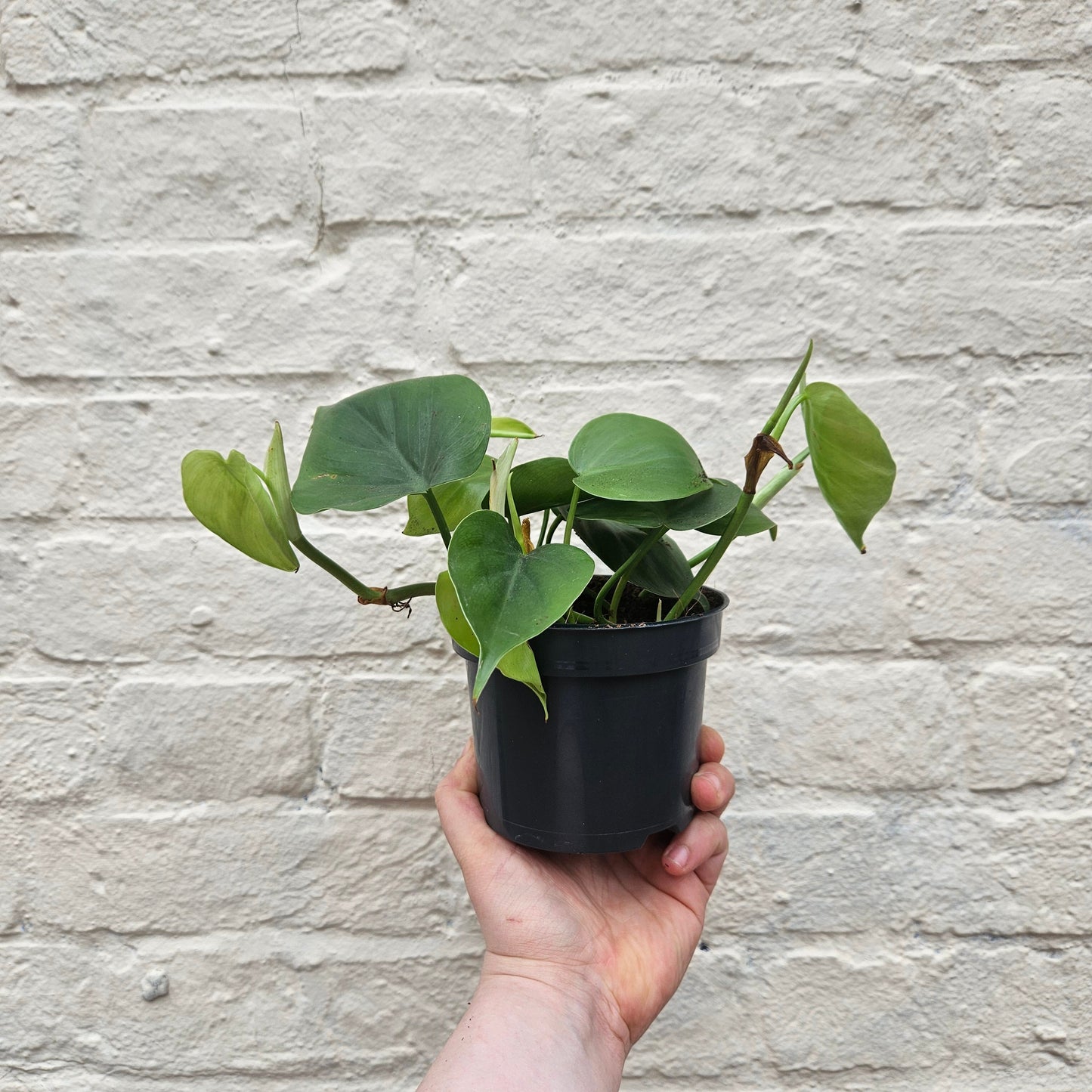 Philodendron hederaceum syn. Philodendron scandens (Heartleaf or Sweetheart Plant)