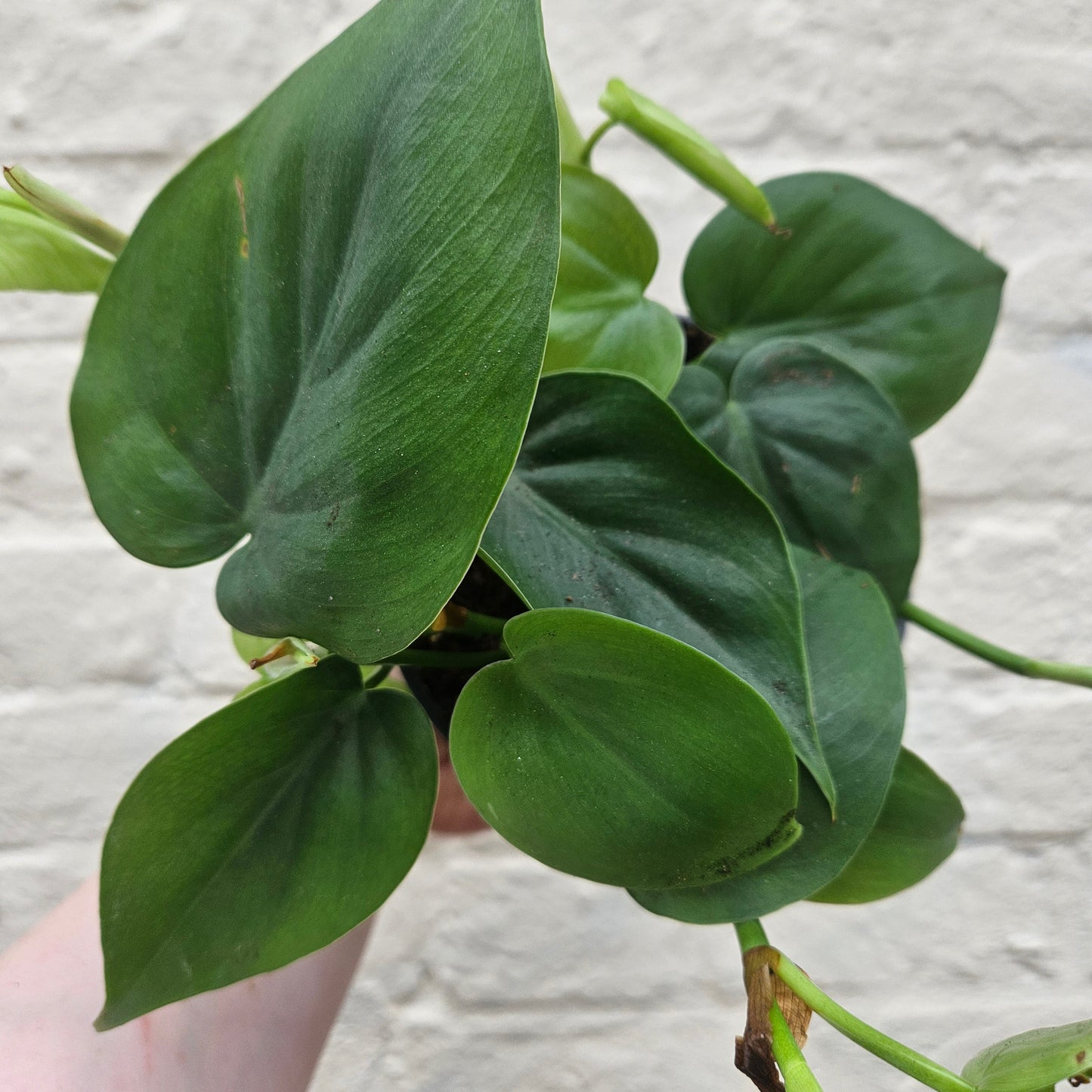 Philodendron hederaceum syn. Philodendron scandens (Heartleaf or Sweetheart Plant)