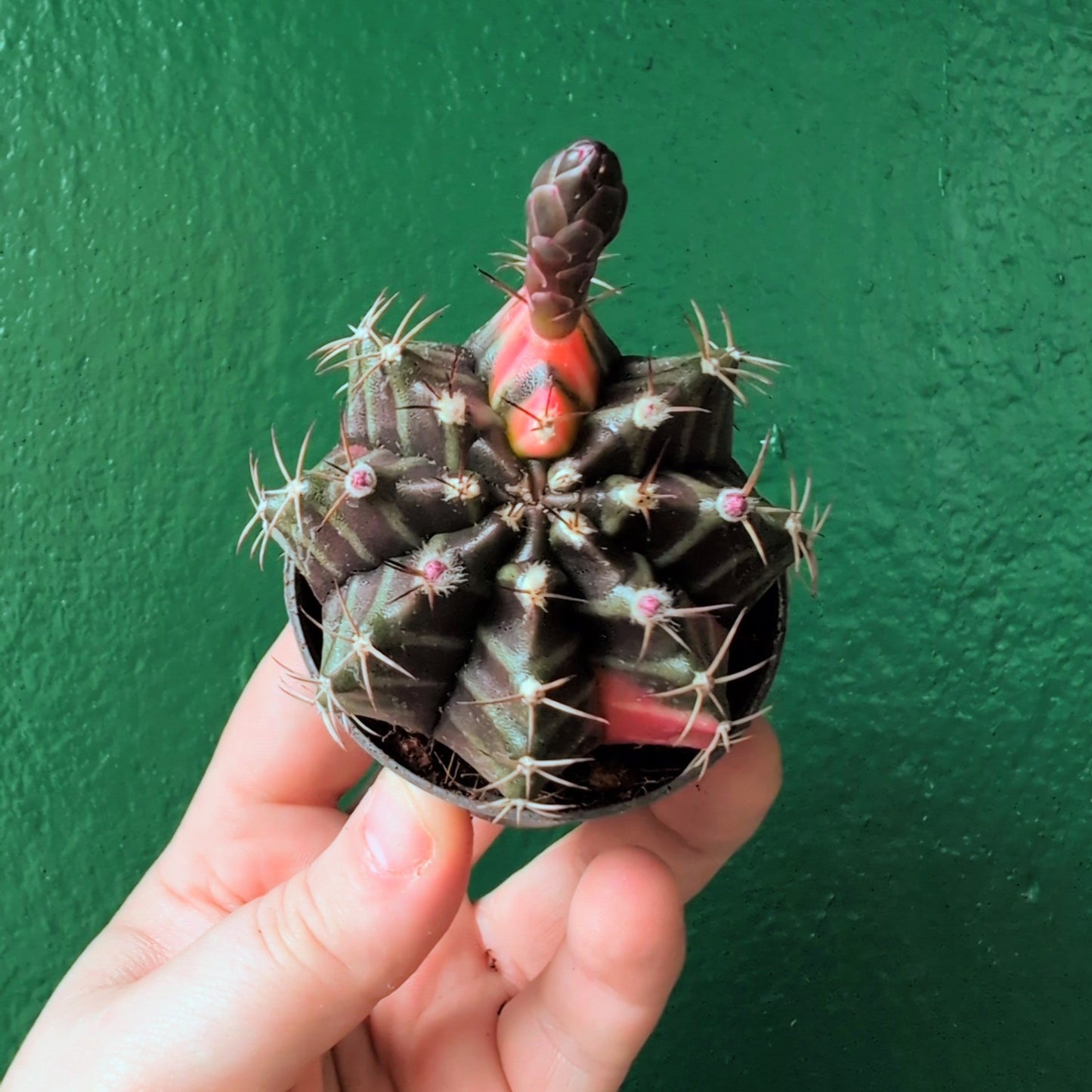 Gymnocalycium mihanovichii variegata 'Japan' (Moon cactus)