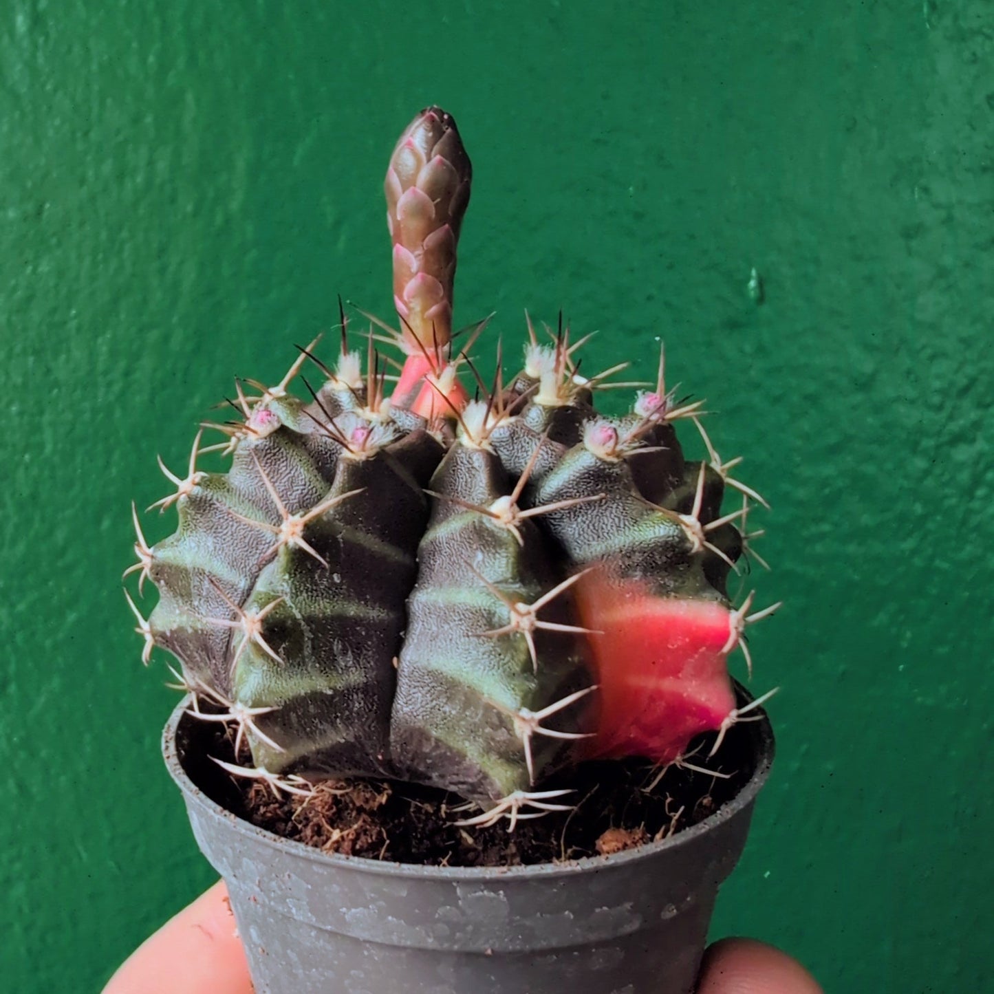 Gymnocalycium mihanovichii variegata 'Japan' (Moon cactus)