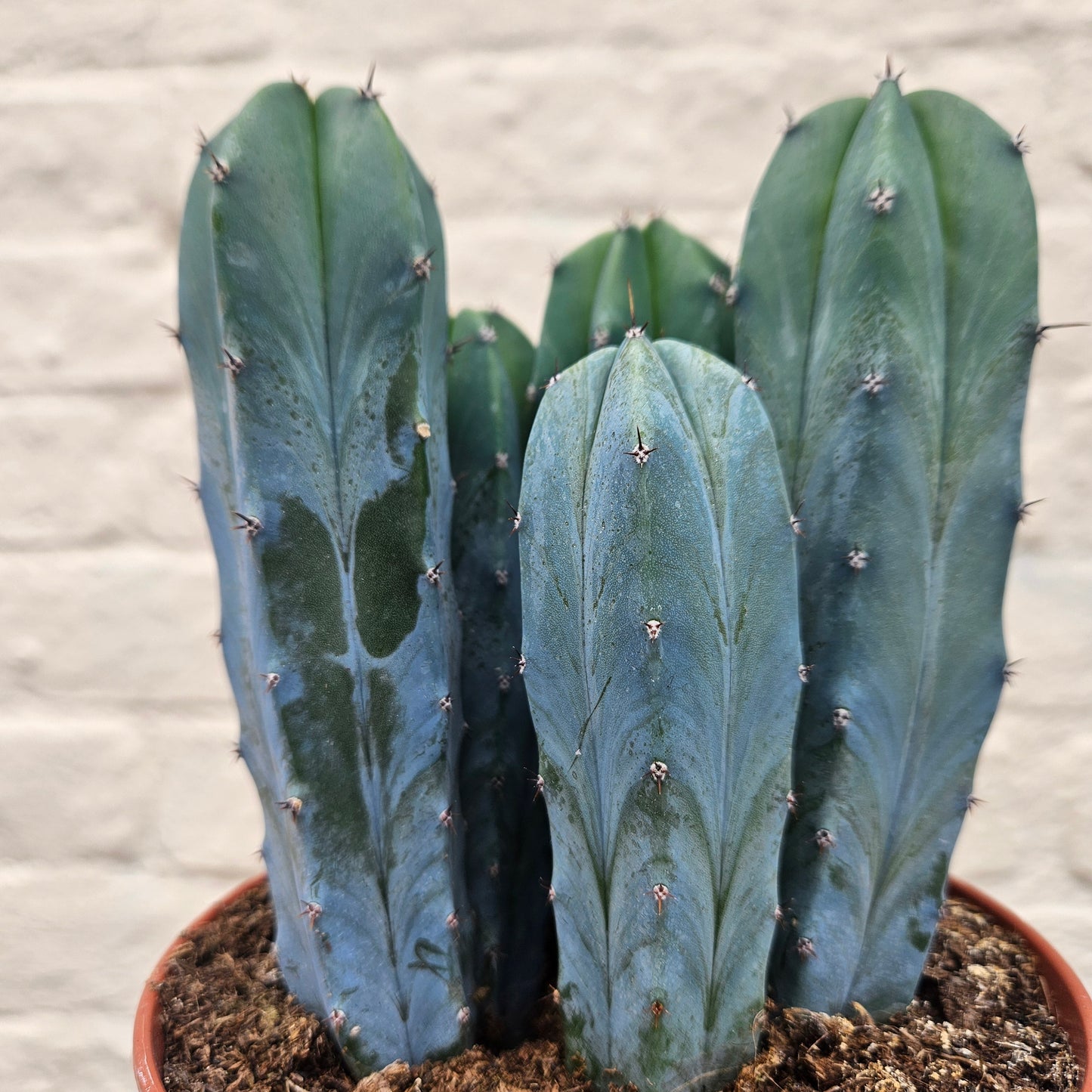 Myrtillocactus geometrizans (Blue Myrtle)