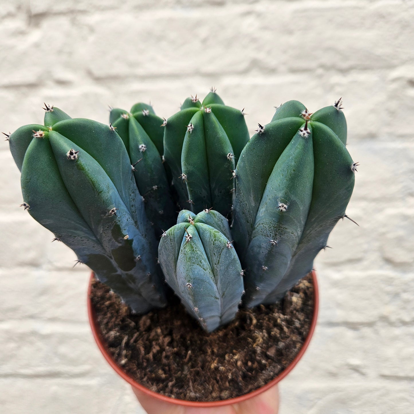 Myrtillocactus geometrizans (Blue Myrtle)