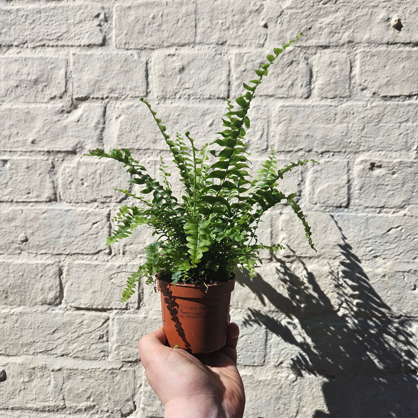 Nephrolepis Exaltata 'Green Lady Fern' (Boston Fern)