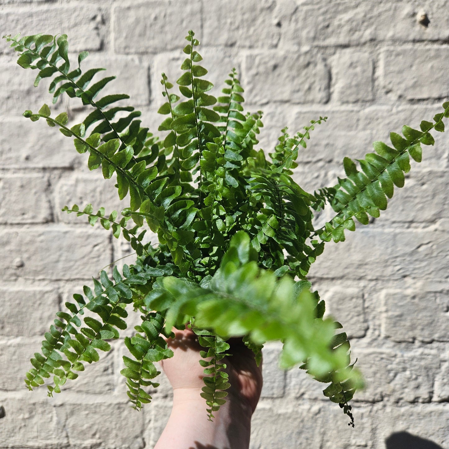 Nephrolepis Exaltata 'Green Lady Fern' (Boston Fern)