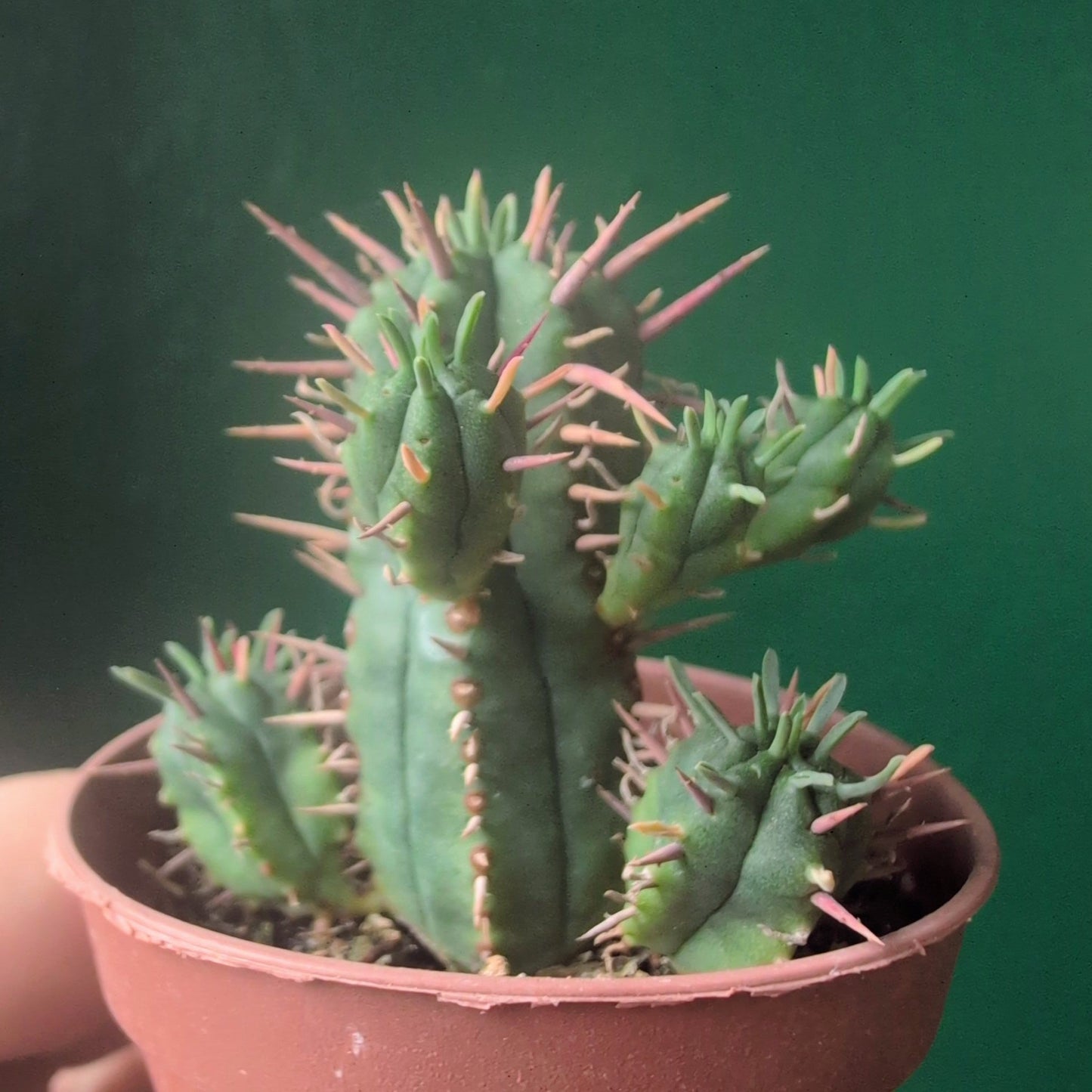 Euphorbia enopla (Pincushion plant)