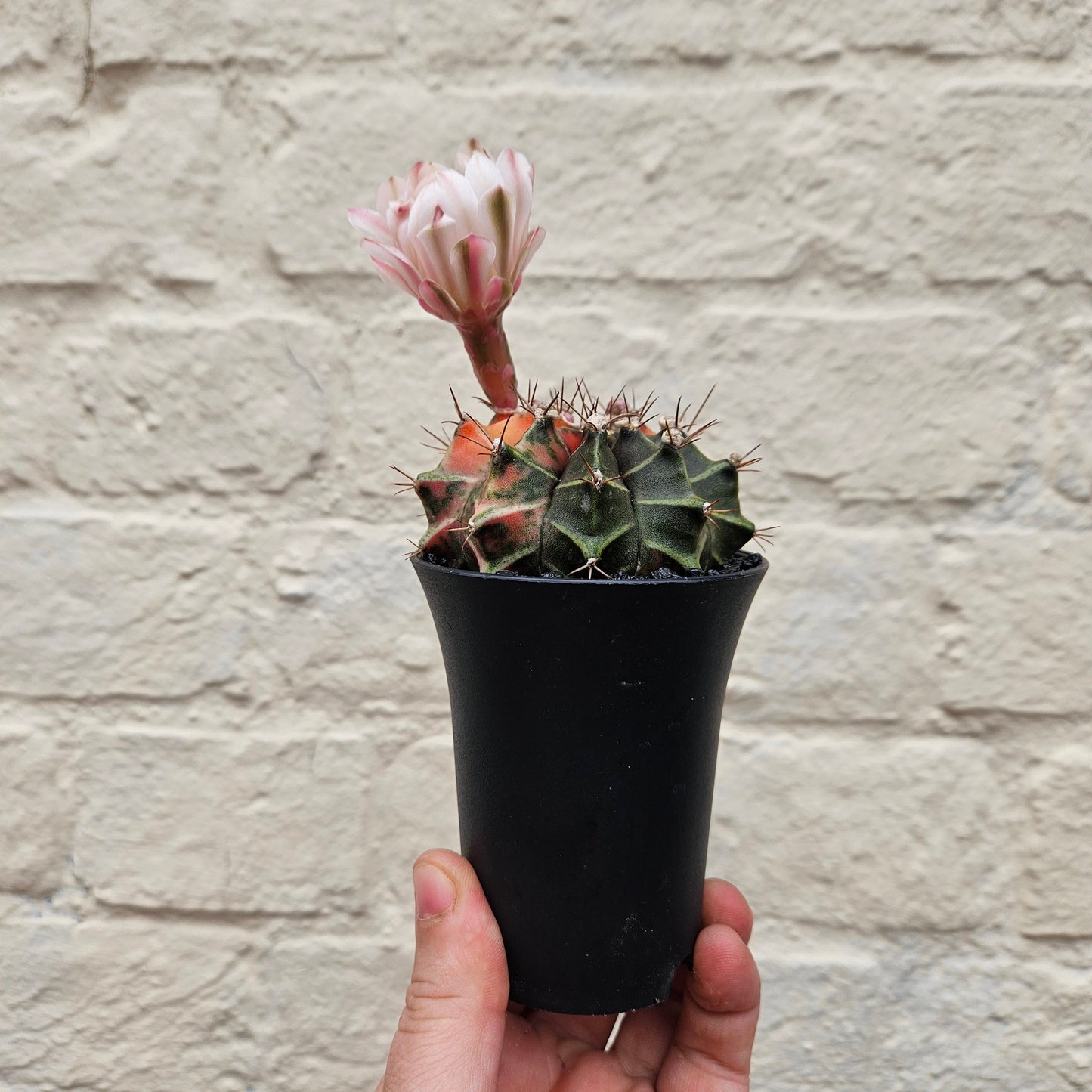 Gymnocalycium mihanovichii variegata 'Japan' (Moon cactus)