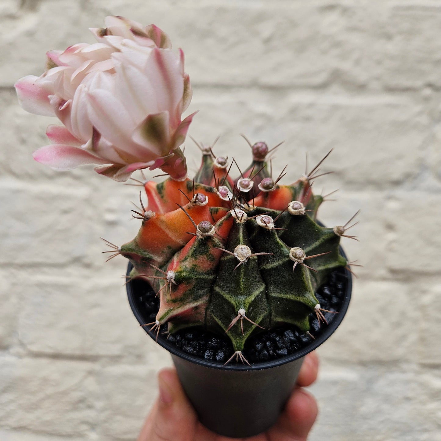 Gymnocalycium mihanovichii variegata 'Japan' (Moon cactus)