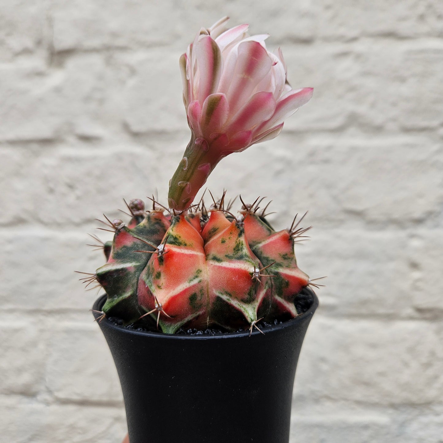 Gymnocalycium mihanovichii variegata 'Japan' (Moon cactus)