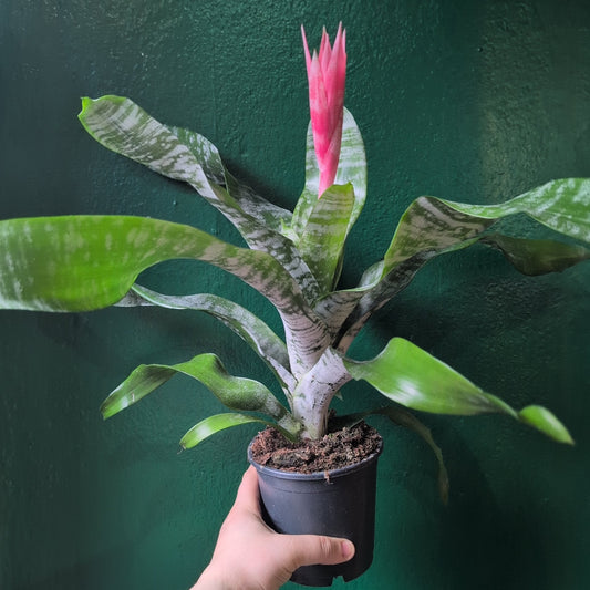 Aechmea fasciata 'Primera' (Urn Plant)