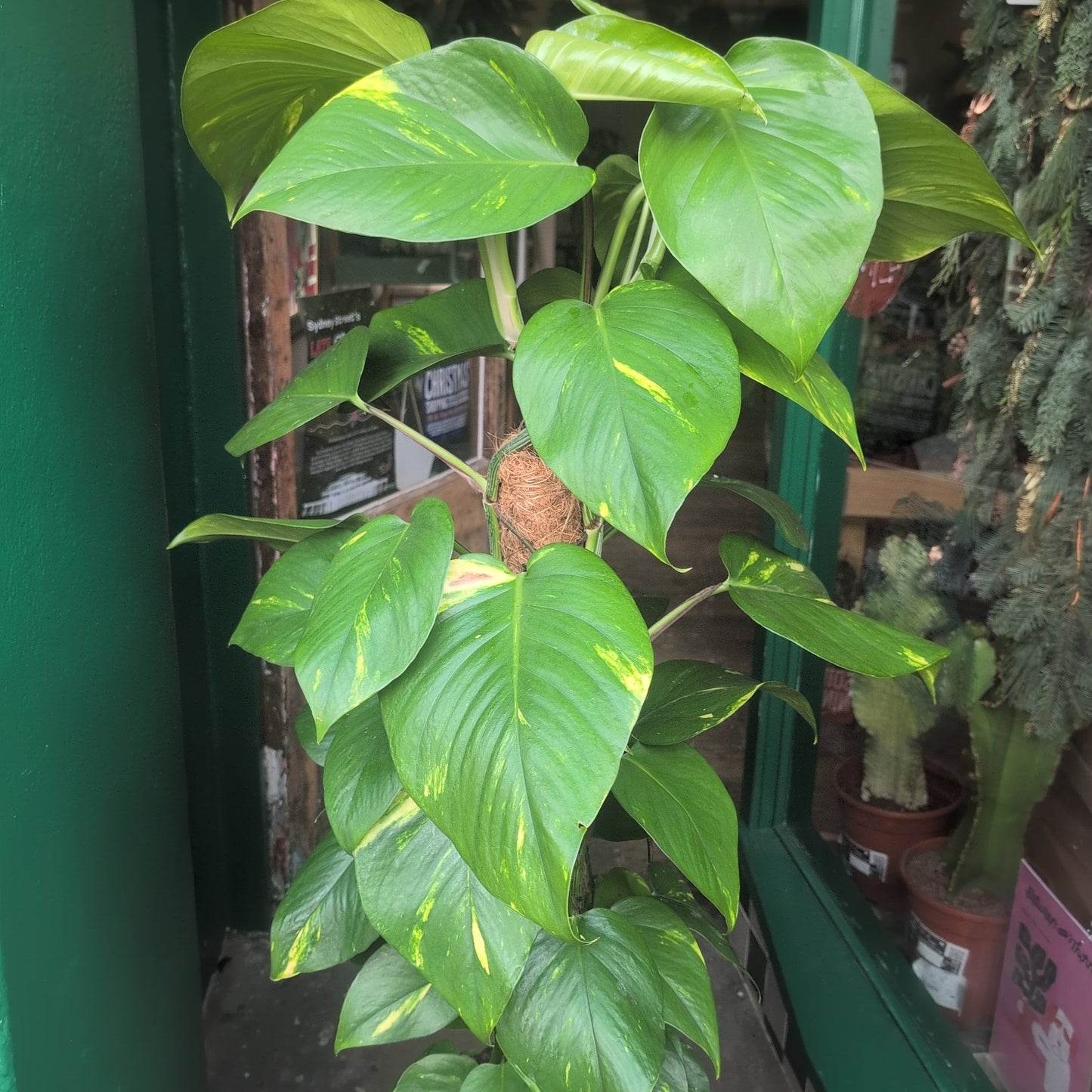 Epipremnum aureum 'Golden Pothos (Devils Ivy)