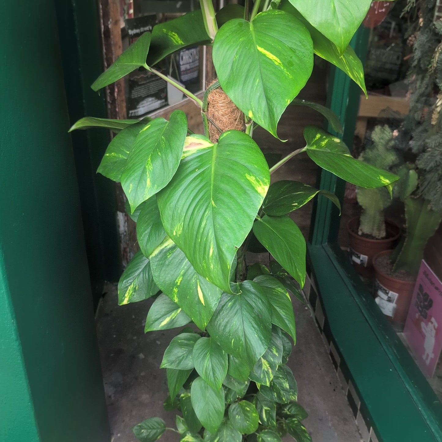 Epipremnum aureum 'Golden Pothos (Devils Ivy)