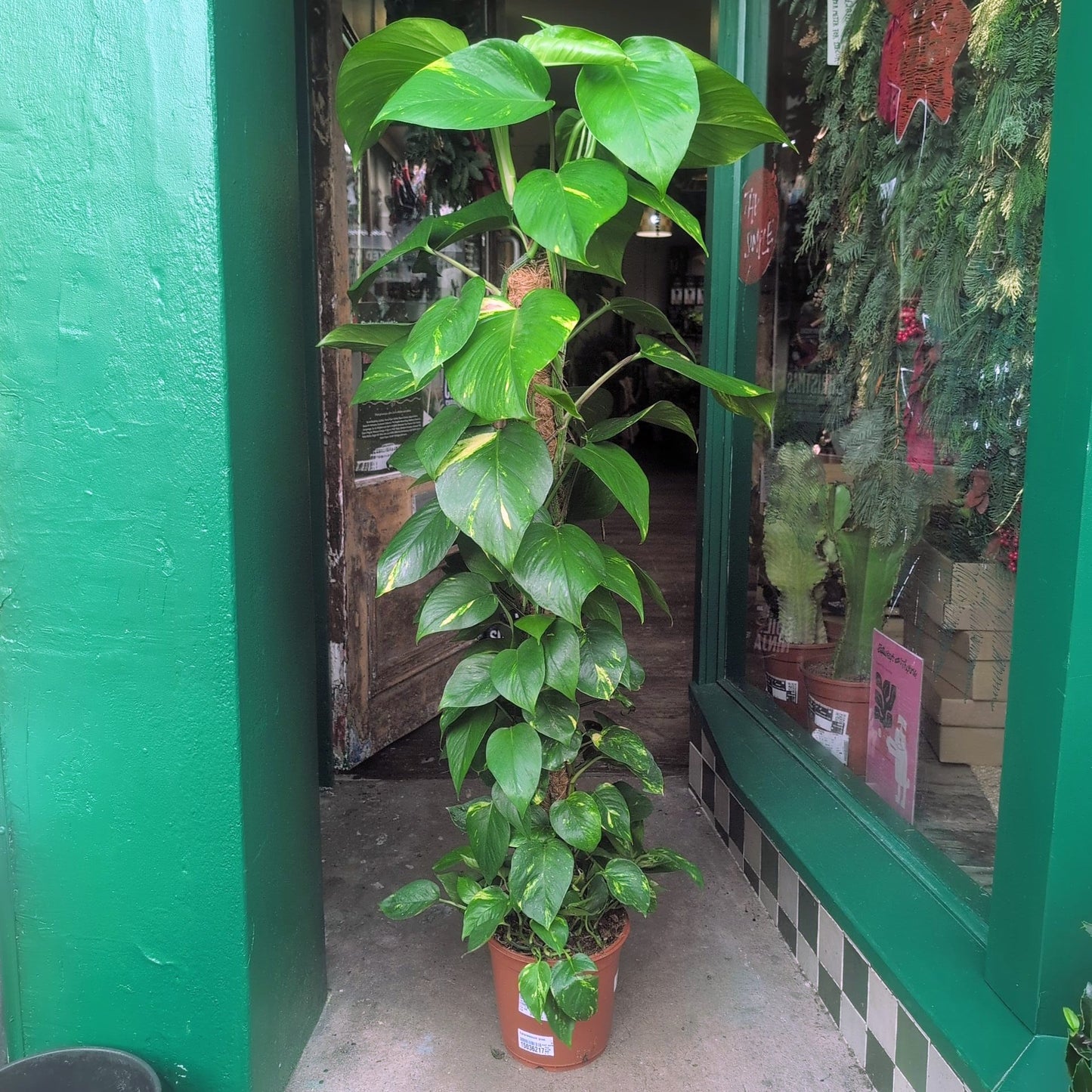 Epipremnum aureum 'Golden Pothos (Devils Ivy)