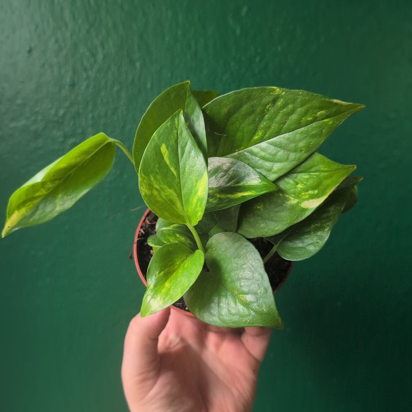 Epipremnum aureum 'Golden Pothos (Devils Ivy)