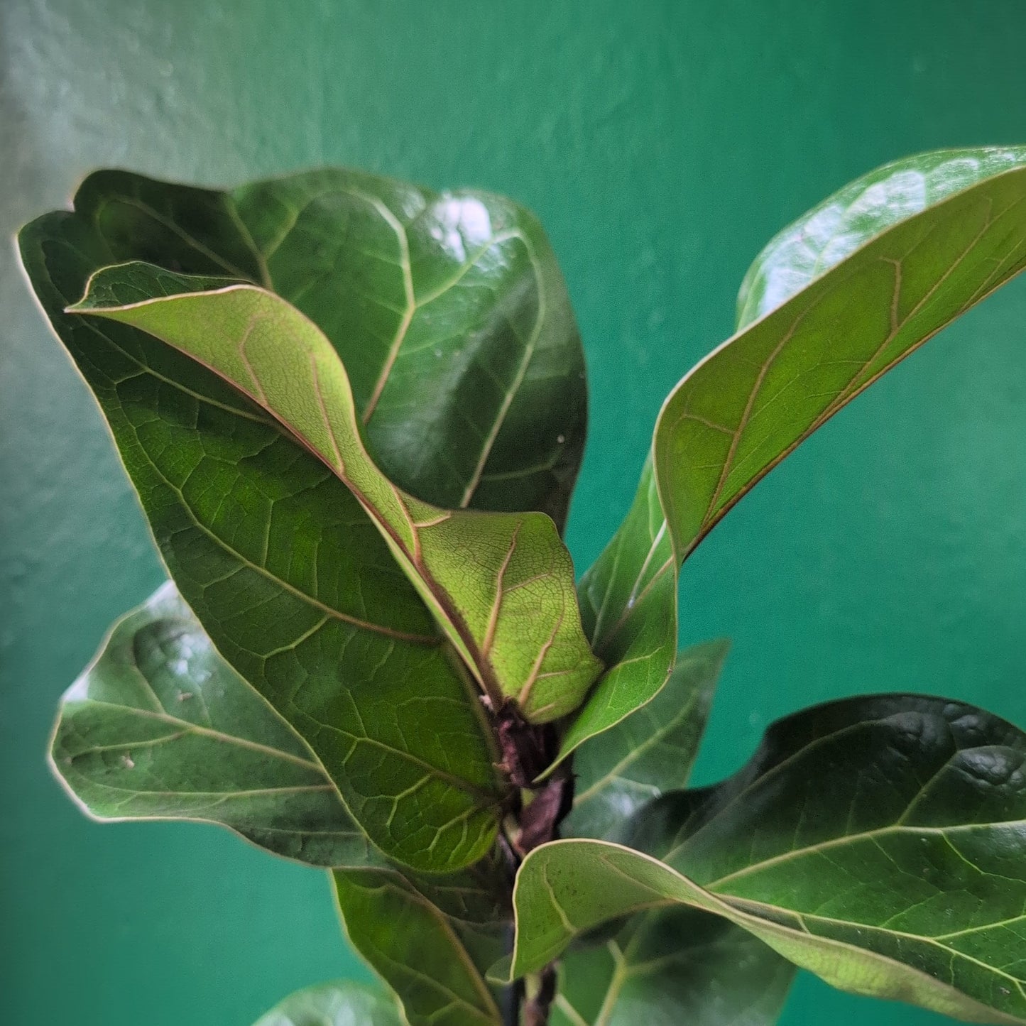 Ficus lyrata 'Bambino' (Fiddle leaf fig)