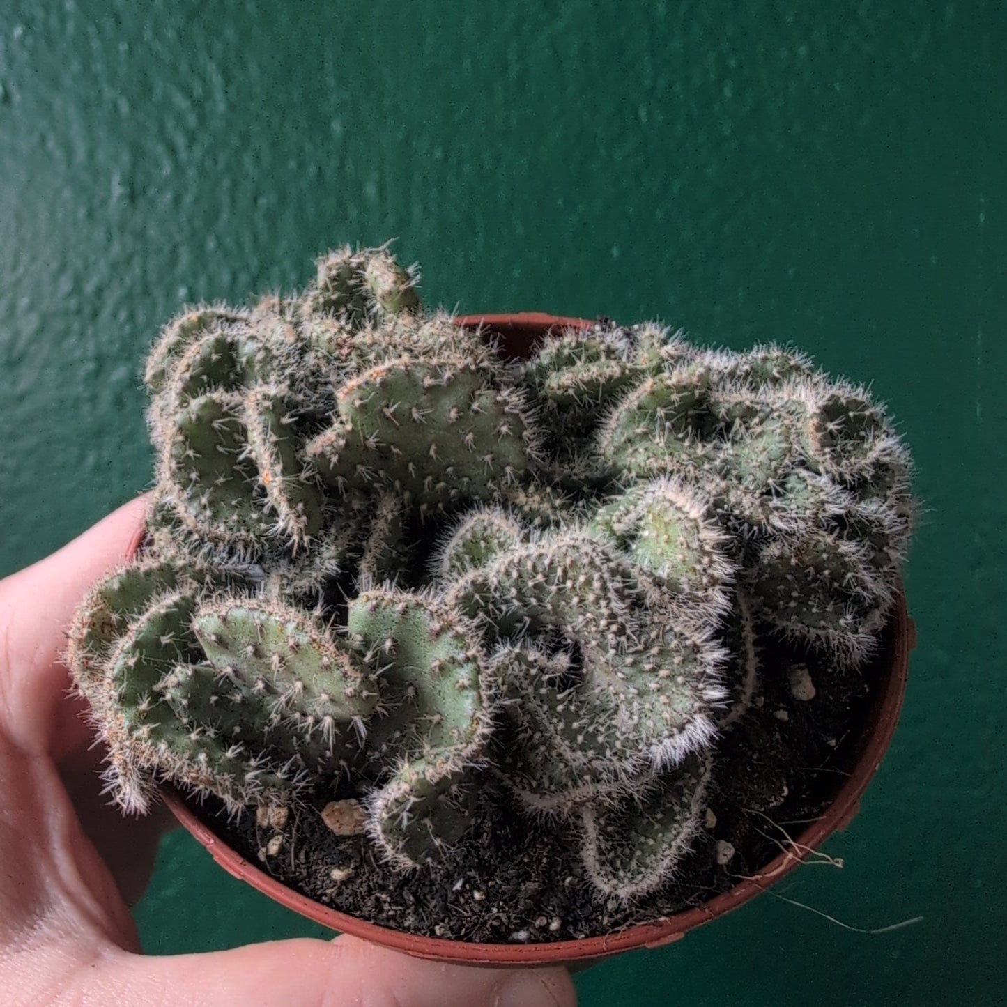 Opuntia cylindrica cristata (Crested Eve’s Needle Cactus)