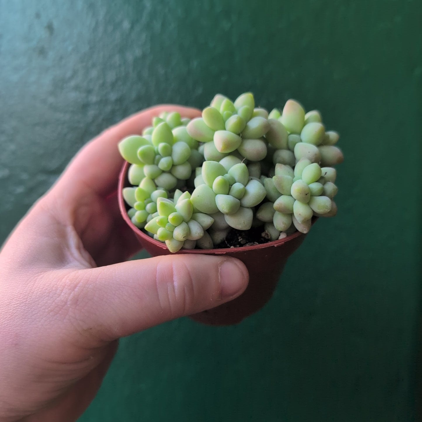 Sedum morganianum 'Burrito'  (Donkey Tail)