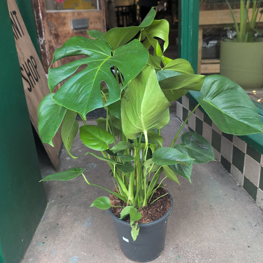 Monstera Deliciosa (Cheese Plant / Swiss Cheese Plant) - Various Sizes