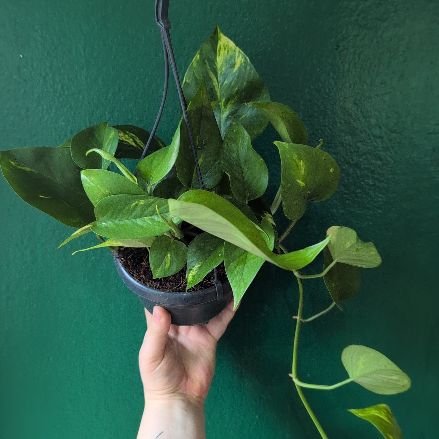 Epipremnum aureum 'Golden Pothos (Devils Ivy)