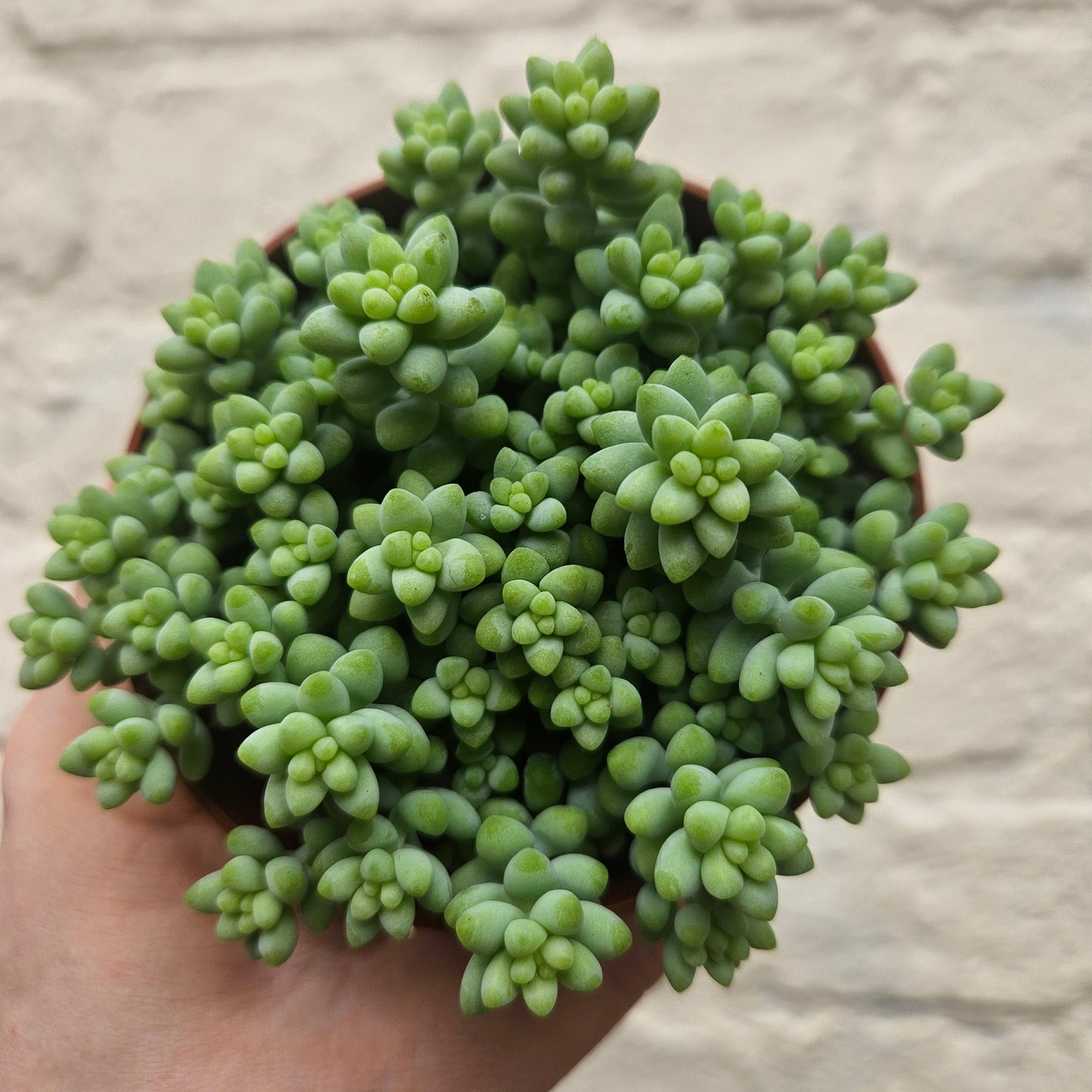 Sedum morganianum 'Burrito'  (Donkey Tail)