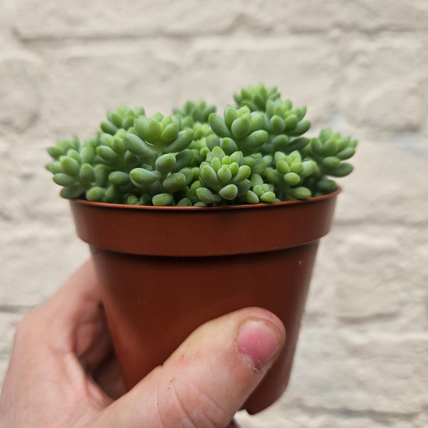 Sedum morganianum 'Burrito'  (Donkey Tail)