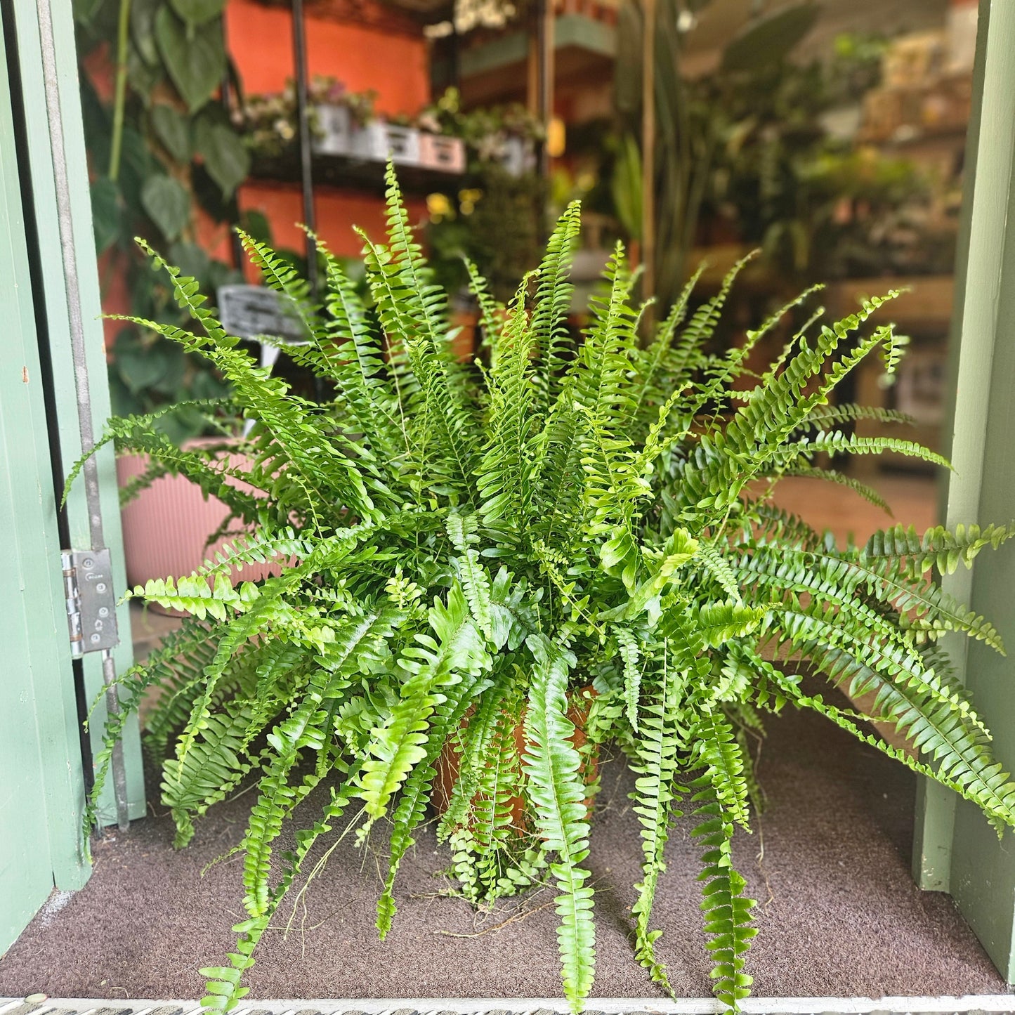 Nephrolepis Exaltata 'Green Lady Fern' (Boston Fern)