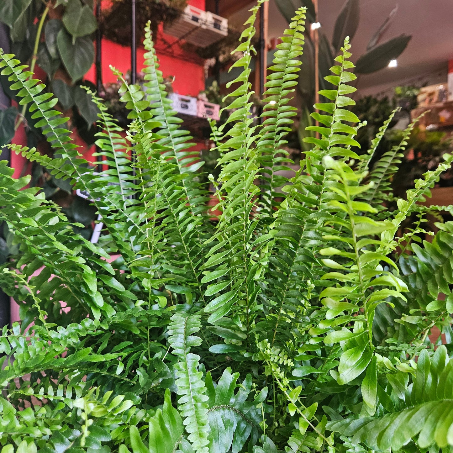 Nephrolepis Exaltata 'Green Lady Fern' (Boston Fern)