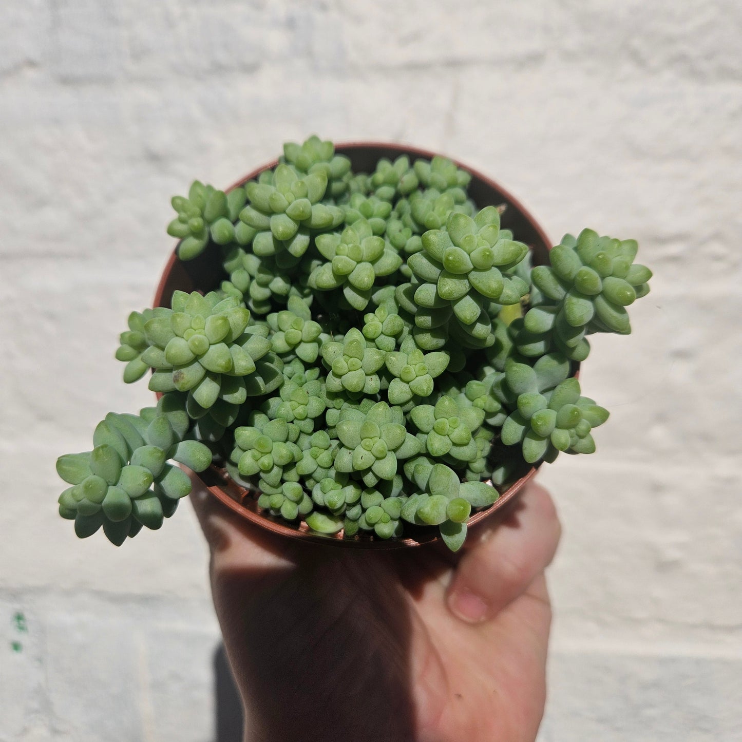 Sedum morganianum 'Burrito'  (Donkey Tail)