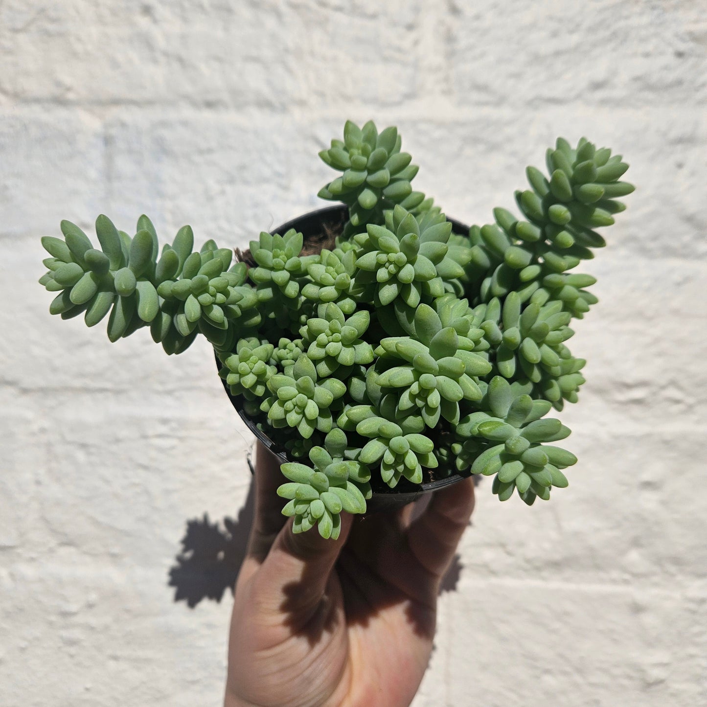 Sedum morganianum 'Burrito'  (Donkey Tail)