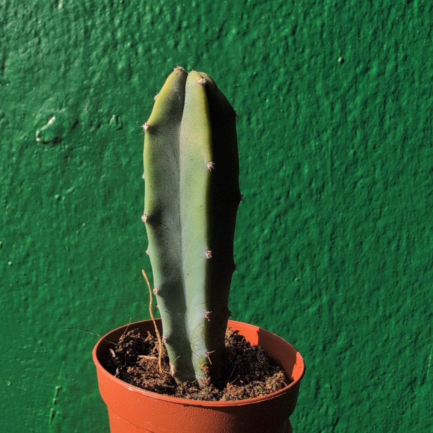 Myrtillocactus geometrizans (Blue Myrtle)
