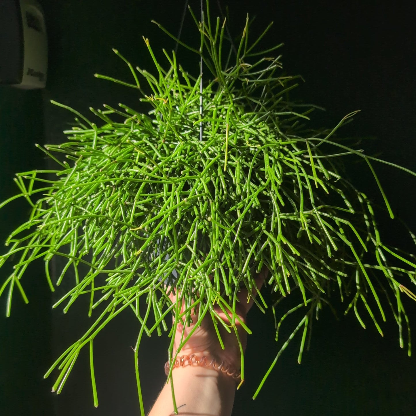 Rhipsalis baccifera 'Oasis' (Mistletoe Cactus)