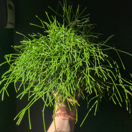 Rhipsalis baccifera 'Oasis' (Mistletoe Cactus)