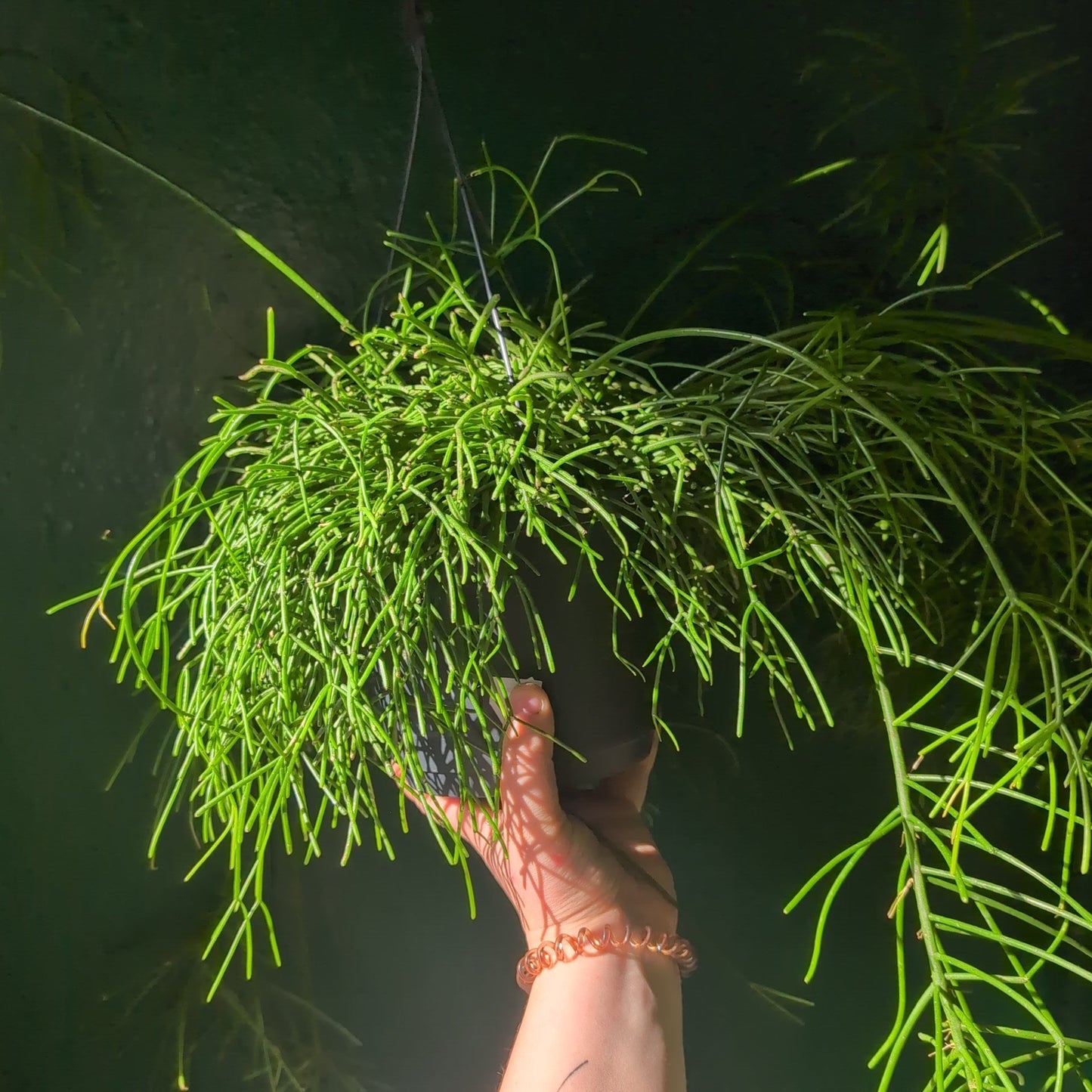 Rhipsalis baccifera 'Oasis' (Mistletoe Cactus)