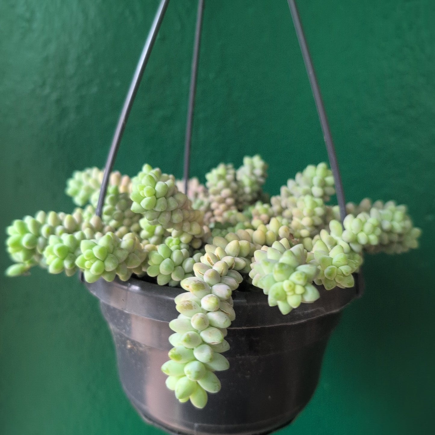 Sedum morganianum 'Burrito'  (Donkey Tail)