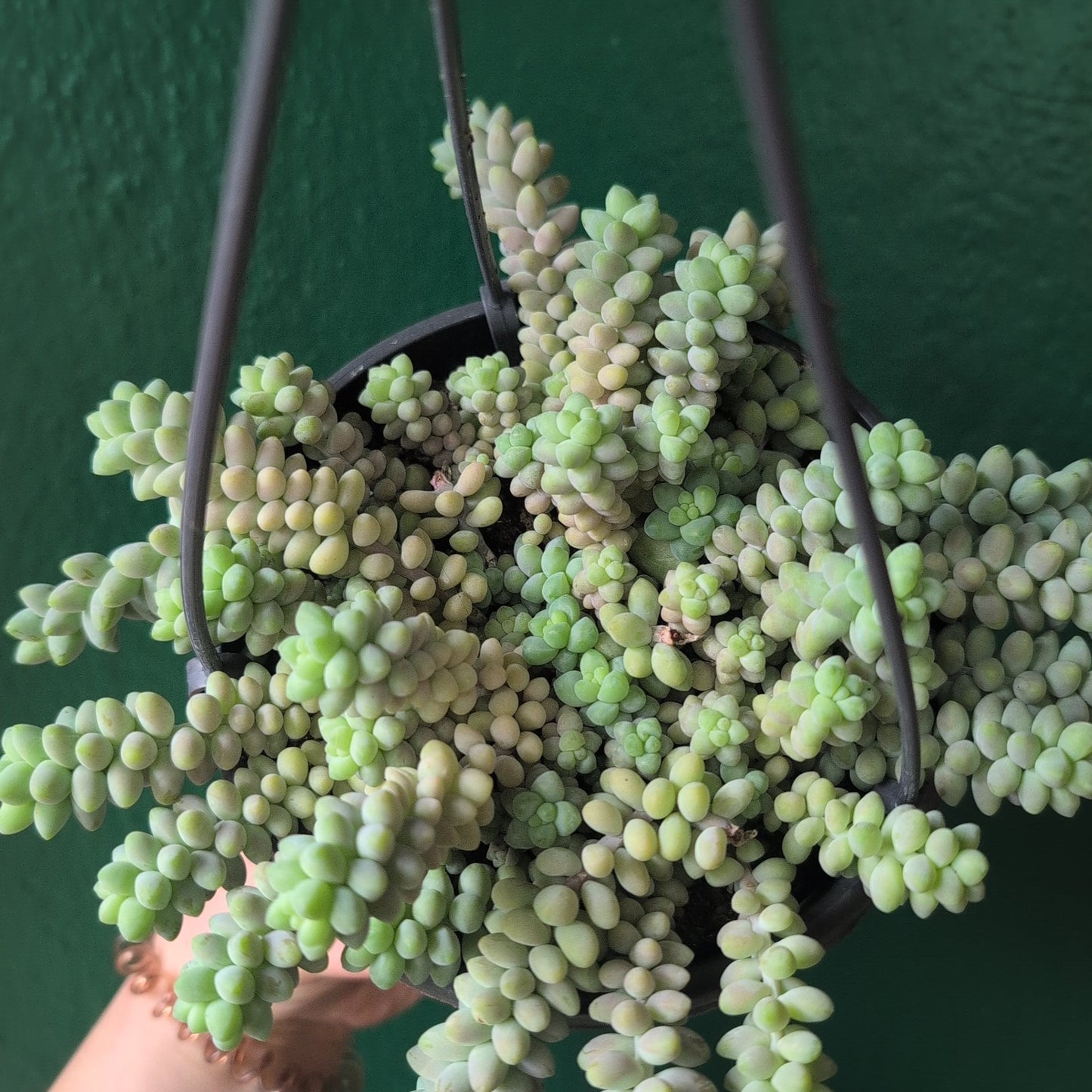 Sedum morganianum 'Burrito'  (Donkey Tail)