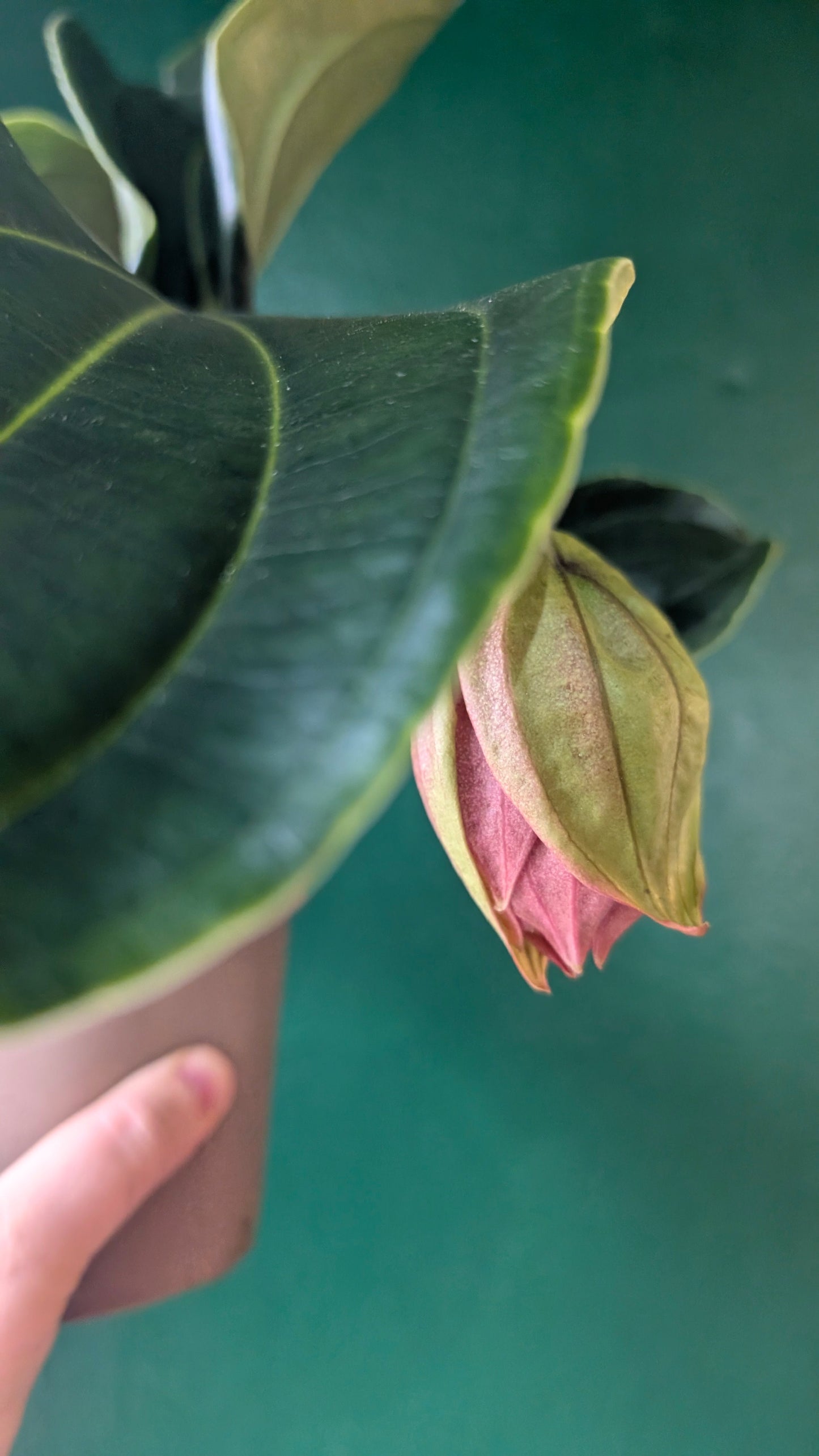 Medinilla magnifica 'Flamenco'