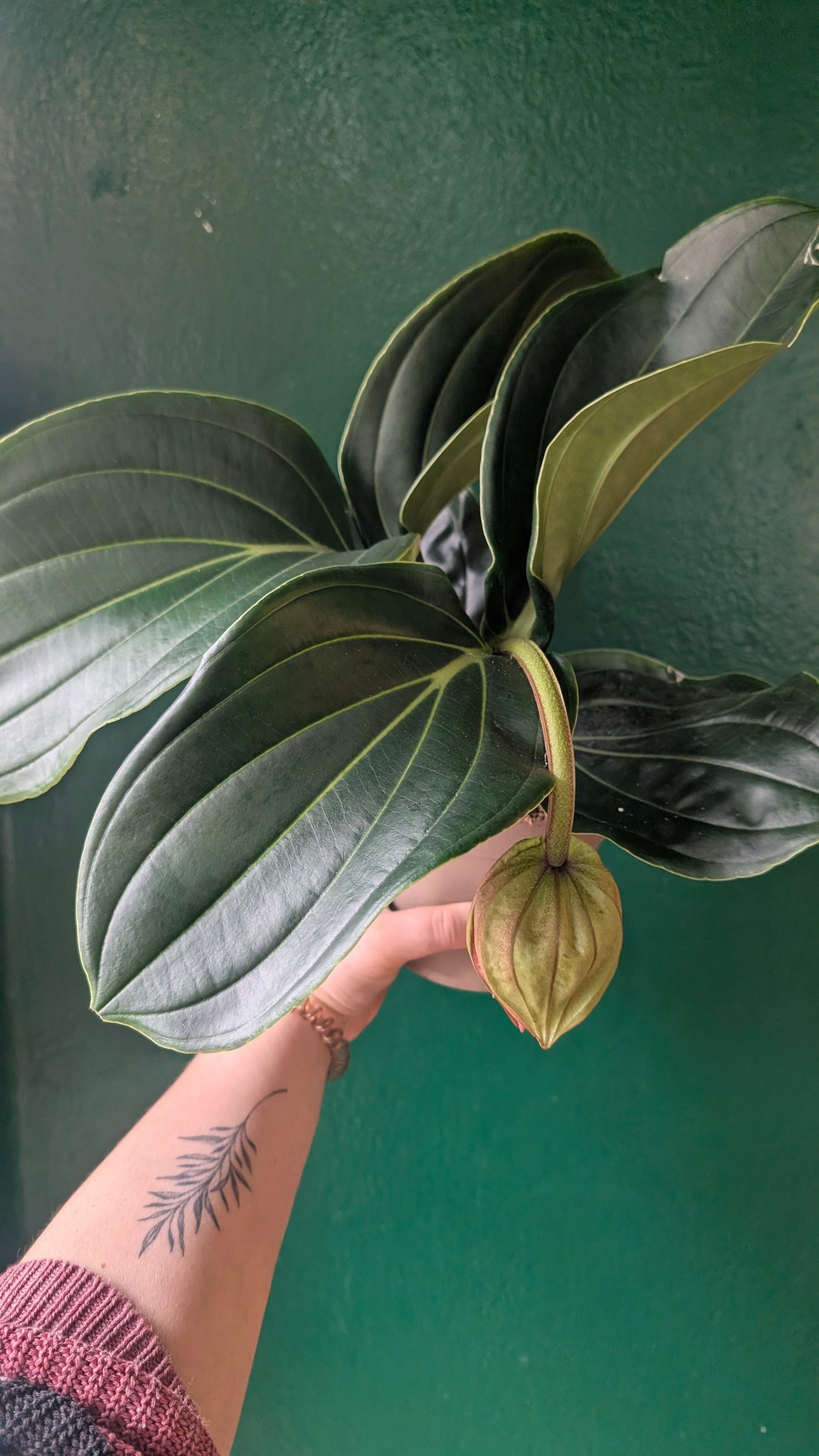 Medinilla magnifica 'Flamenco'