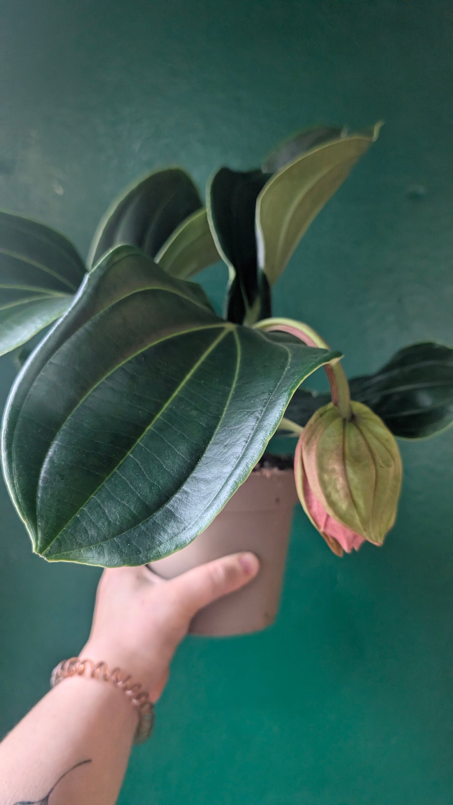 Medinilla magnifica 'Flamenco'