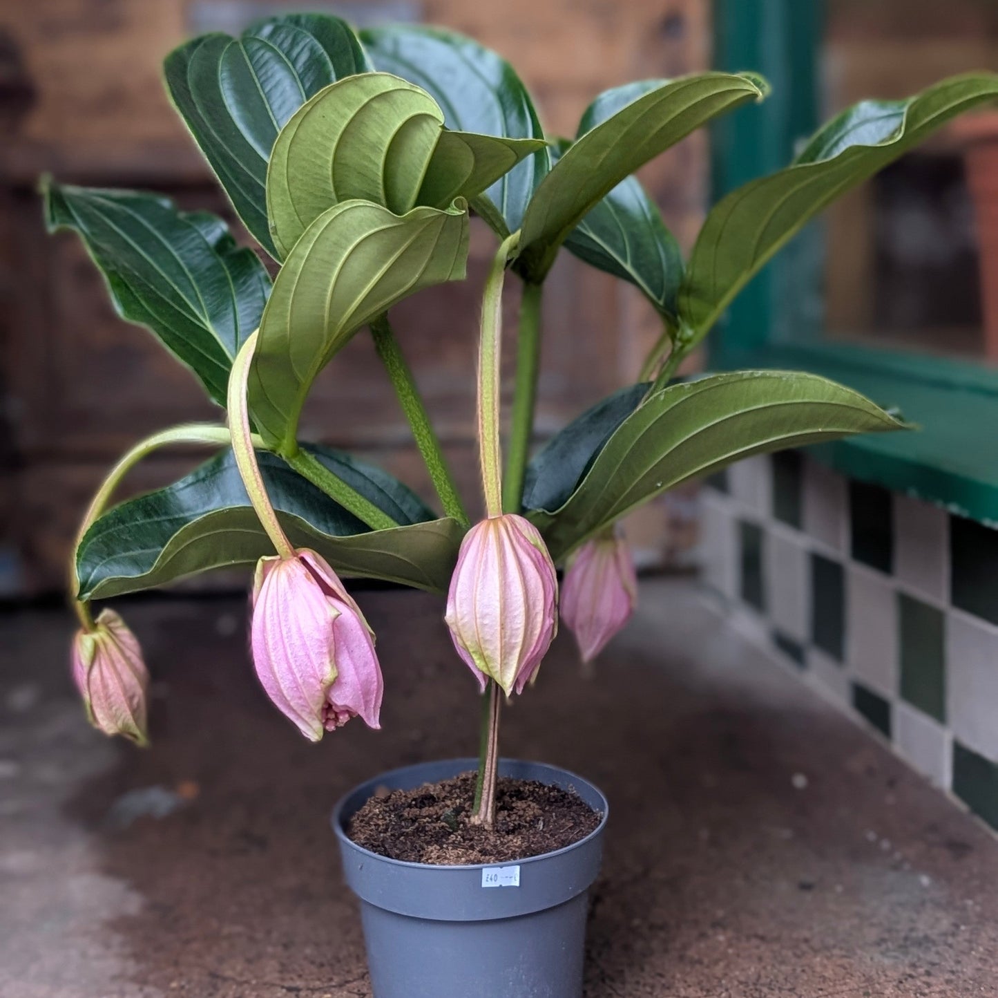 Medinilla magnifica 'Flamenco'