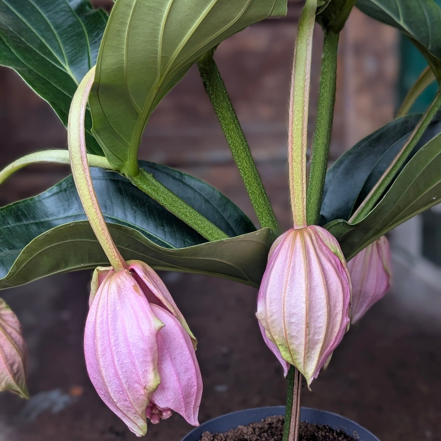 Medinilla magnifica 'Flamenco'