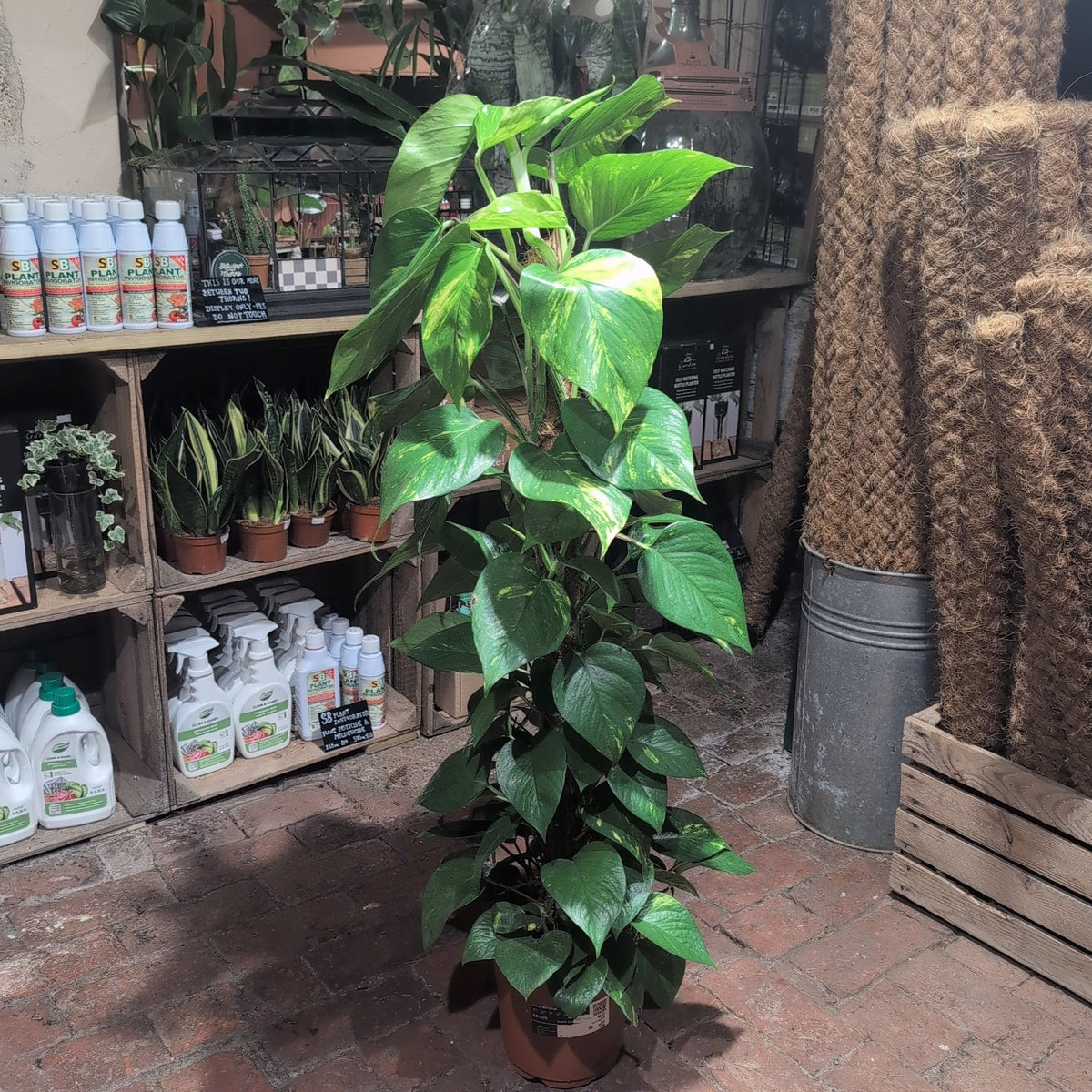 Epipremnum aureum 'Golden Pothos (Devils Ivy)