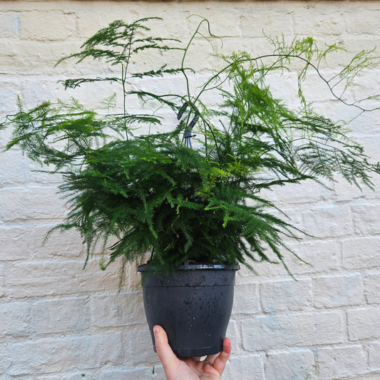 Asparagus setaceus (Asparagus fern)