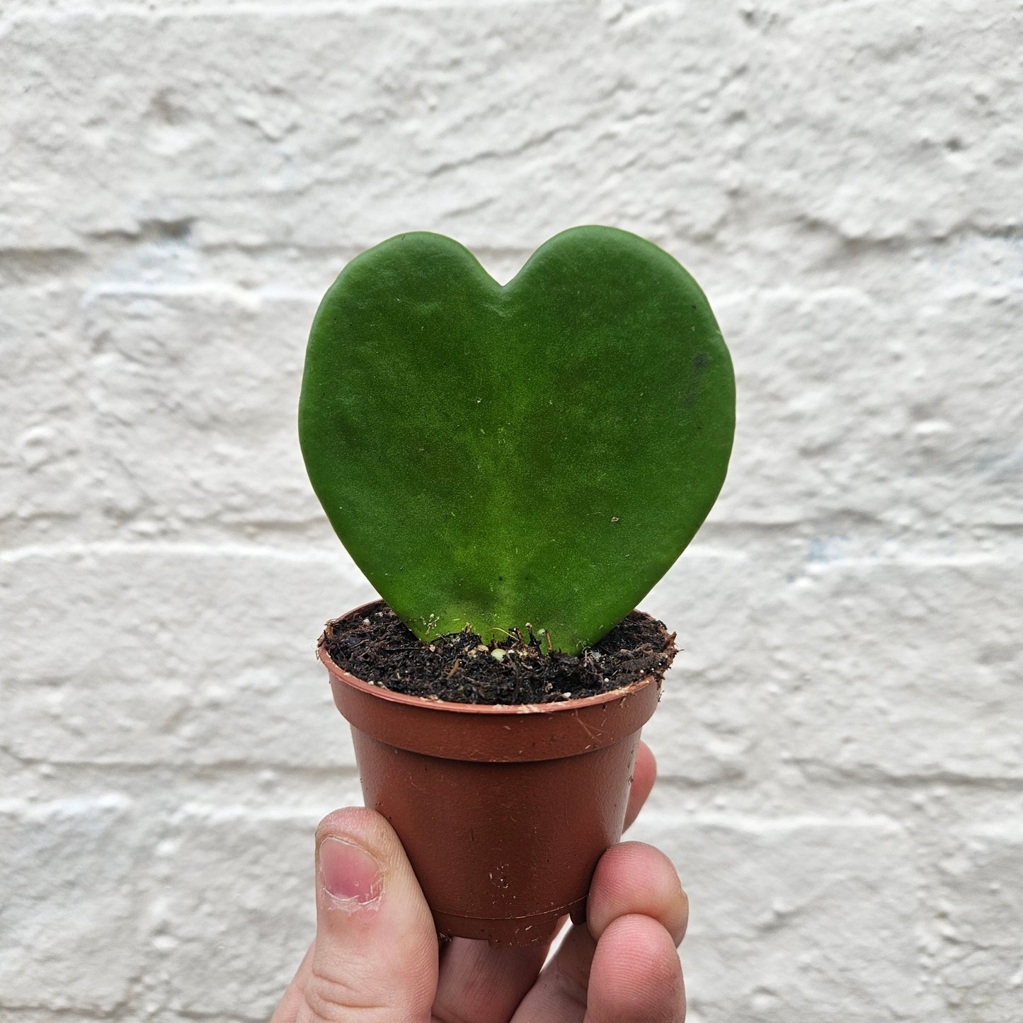 Hoya kerrii (Sweetheart plant)